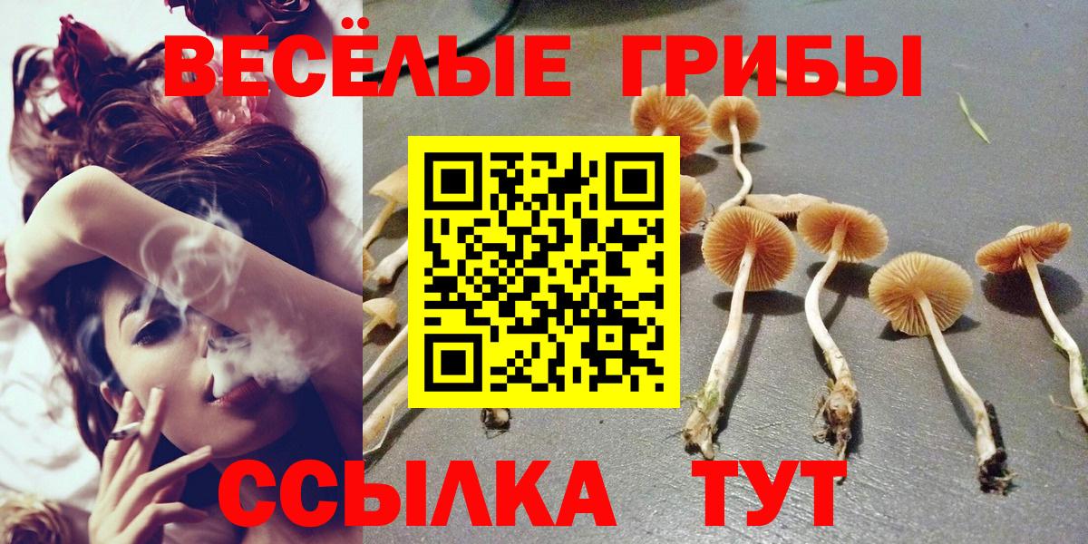 Псилоцибиновые грибы Psilocybine cubensis Краснознаменск